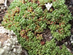 Crassula setulosa var. setulosa leaf rosette mat